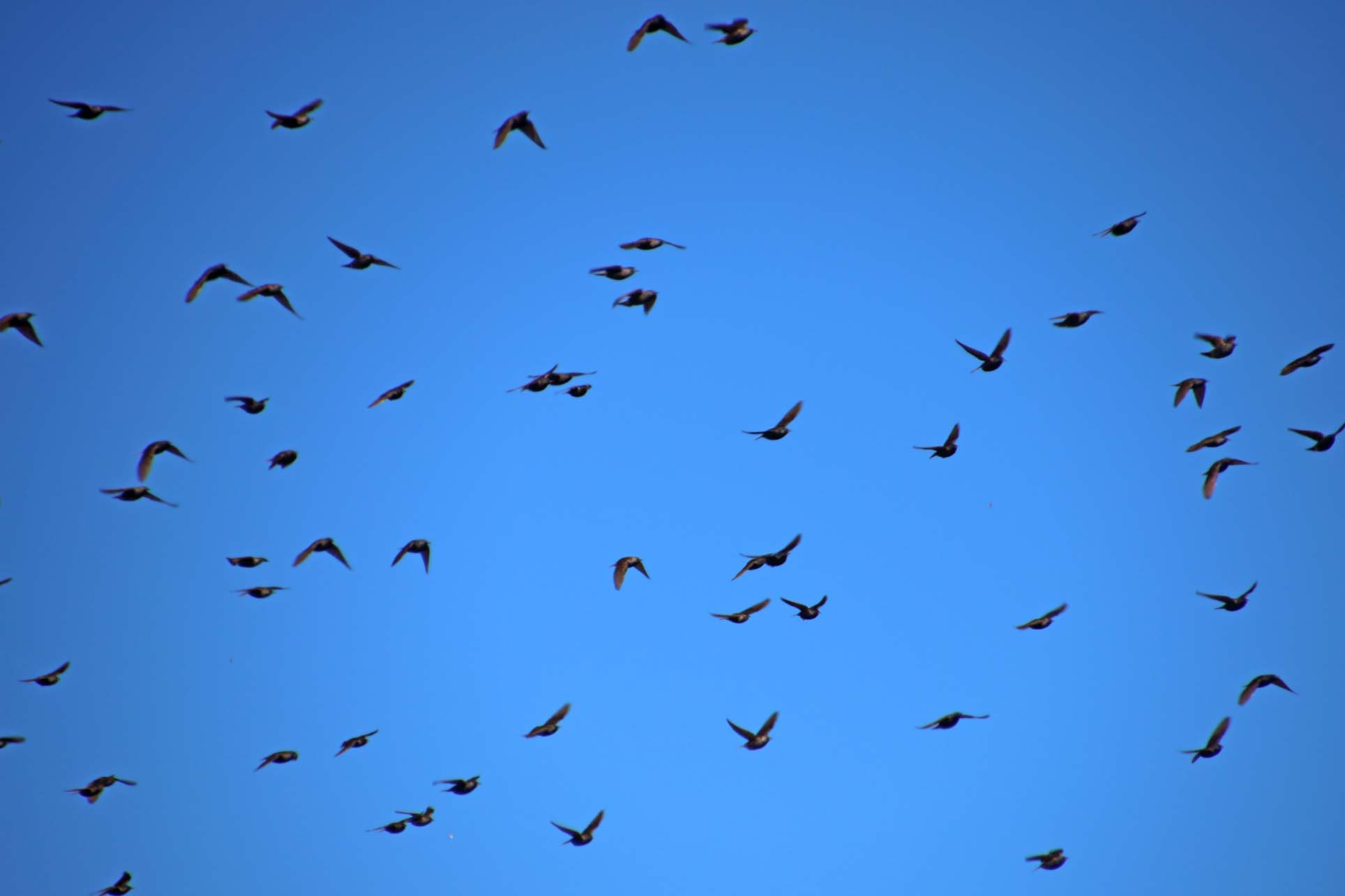 Birds Coordinate in flight
